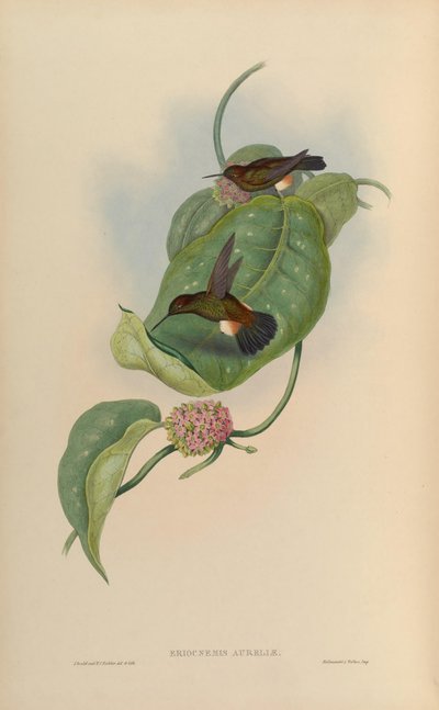 Eriocnemis aureliae by John Gould